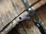 Shrimp Eel, photographed in New Jersey
