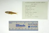 Rainbow Shiner, photographed in Alabama