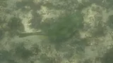 Trunkfish, photographed in Rio Grande do Norte