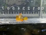 Tippecanoe Darter, photographed in Ohio