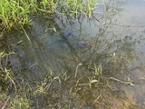 Bowfin, photographed in Ohio