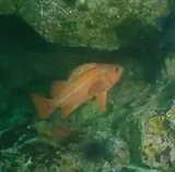 Vermilion Rockfish, photographed in British Columbia