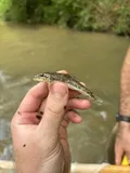 Roanoke Hog Sucker, photographed in North Carolina