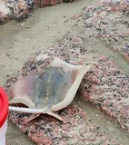 Atlantic Stingray, photographed in Texas