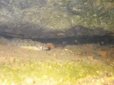 Stone Darter, photographed in Tennessee