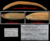 Silver Lamprey, photographed in Ontario (Prov.)