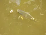 Mozambique Tilapia, photographed in Queensland