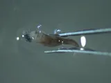 Cosmopolitan Flyingfish, photographed in Hawaii
