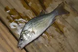 White Perch, photographed in Maryland