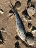 Alewife, photographed in Michigan