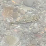 Mountain Mullet, photographed in Saint Paul