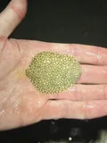 Scrawled Sole, photographed in Florida