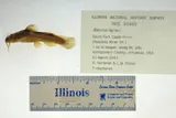 Caddo Madtom, photographed in Arkansas