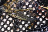 Pinewoods Darter, photographed in North Carolina