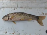 Bluehead Chub, photographed in Mississippi