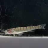 Bigscale Logperch, photographed in Texas