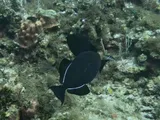 Black Triggerfish, photographed in West Bay
