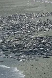 Capelin, photographed in Newfoundland and Labrador