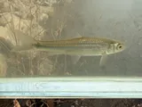 River Shiner, photographed in Ohio