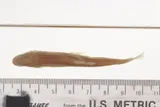 Bandfin Shiner, photographed in Georgia