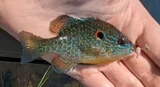 Northern Sunfish, photographed in Michigan