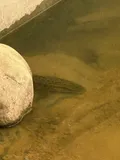 Northern Snakehead, photographed in Guangdong