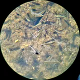 California Killifish, photographed in California