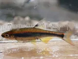 Metallic Shiner, photographed in Florida