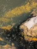 Walking Catfish, photographed in Florida