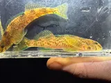 Rock Darter, photographed in Alabama