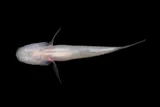 Southern Cavefish, photographed in Alabama