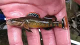 Arrow Darter, photographed in Kentucky