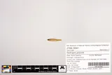 Swallowtail Shiner, photographed in North Carolina