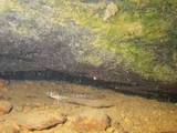 Stone Darter, photographed in Tennessee