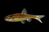 Roundnose Minnow, photographed in New Mexico