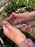 Dolly Varden, photographed in British Columbia