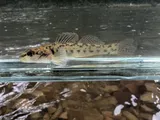 Striped Darter, photographed in Kentucky