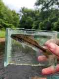 Spotted Bass, photographed in Georgia