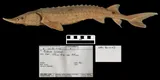Lake Sturgeon, photographed in Ontario (Prov.)