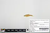 Redlip Shiner, photographed in Virginia