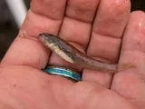 Naniha Goby, photographed in Hawaii