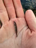 Grass Pickerel, photographed in North Carolina
