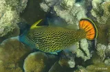Fantail Filefish, photographed in Hawaii