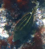 Orangespotted Filefish, photographed in La Altagracia