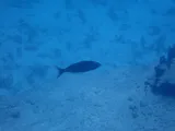 Small Toothed Jobfish