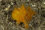 Striated Frogfish, photographed in Batangas