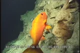 Randall's Snapper
