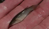 Plains Topminnow, photographed in Nebraska