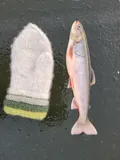 Arctic Char, photographed in Vestland
