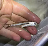 Broad-striped Anchovy, photographed in New York